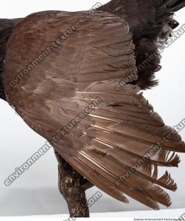 bird skin feather 0001